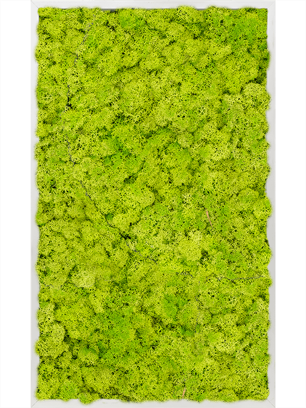 Картина из мха aluminum 100% reindeer moss 60/100/6 (spring green) - фото 72219