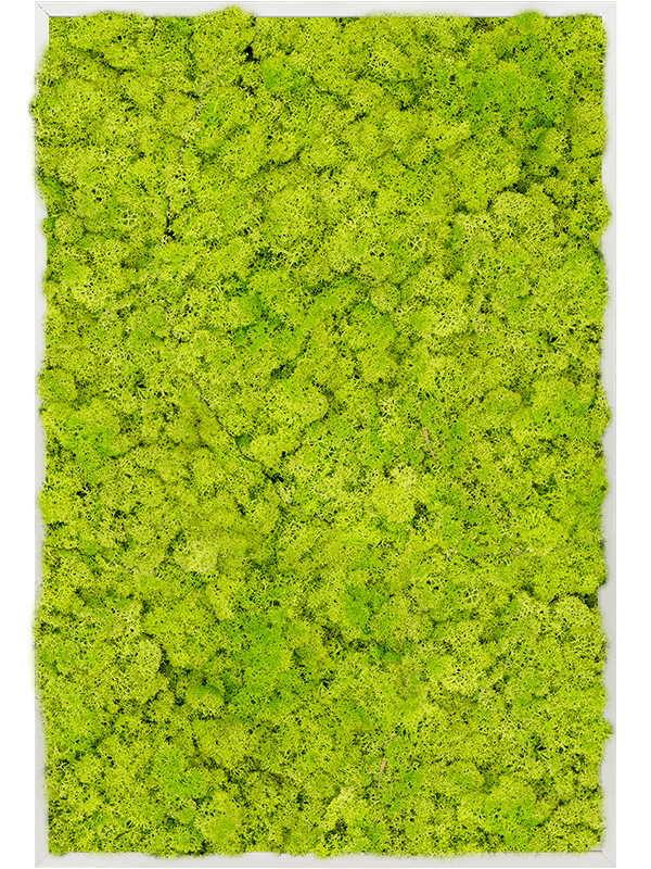 Картина из мха aluminum 100% reindeer moss 80/120/6 (spring green) - фото 72222