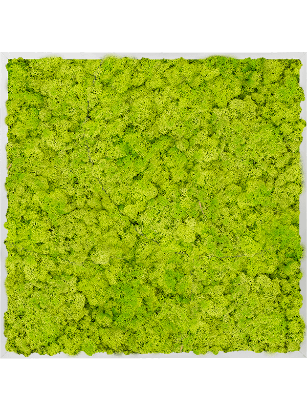 Картина из мха aluminum 100% reindeer moss 80/80/6 (spring green) - фото 72223
