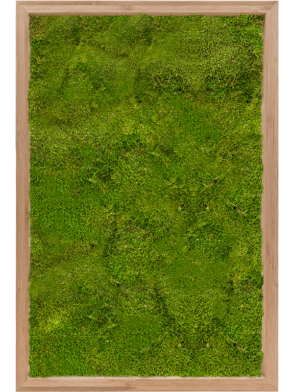 Картина из мха bamboo 40/60/6 100% flat moss - фото 72252