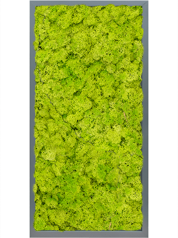 Картина из мха mdf ral 7016 satin gloss 100% reindeer moss (spring green) - фото 72278
