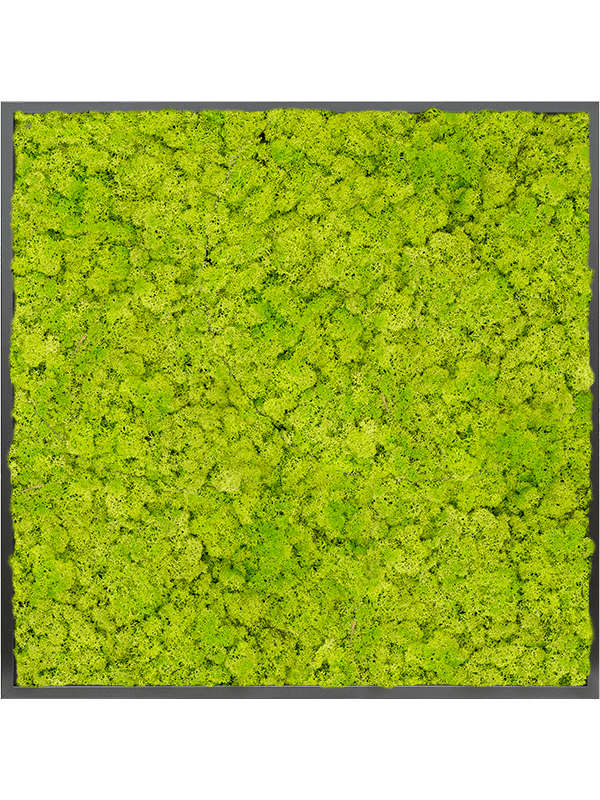 Картина из мха mdf ral 9005 satin gloss 100% reindeer moss (spring green) - фото 72305