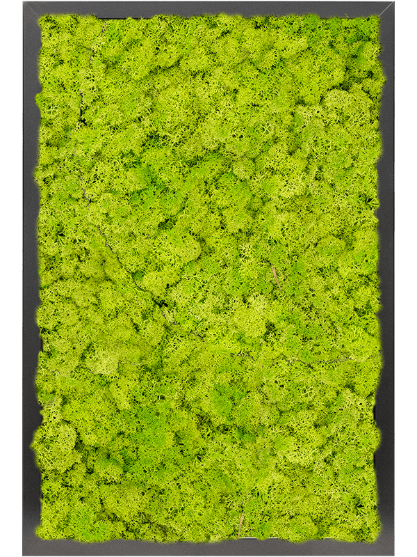 Картина из мха mdf ral 9005 satin gloss 100% reindeer moss (spring green) - фото 72306