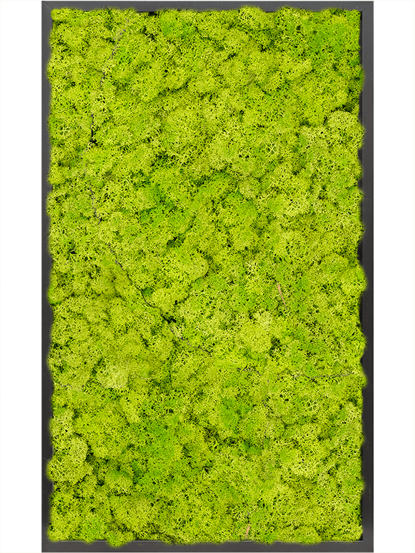 Картина из мха mdf ral 9005 satin gloss 100% reindeer moss (spring green) - фото 72307
