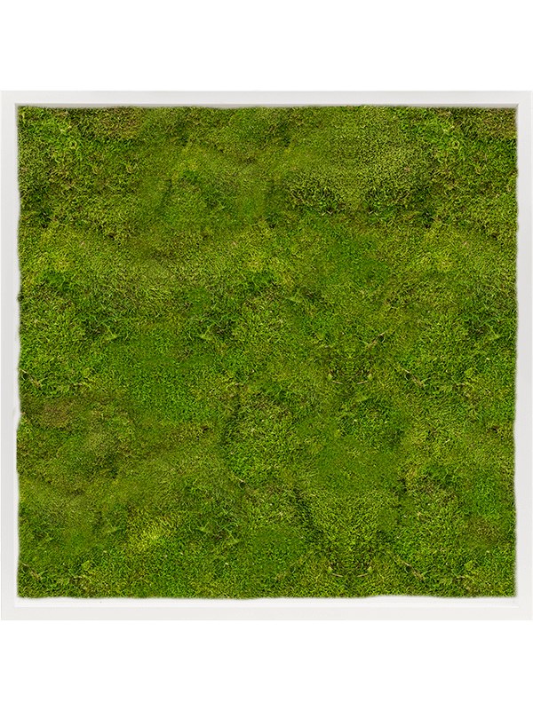 Картина из мха mdf ral 9010 satin gloss 100% flat moss, 19595 19595 - фото 72324