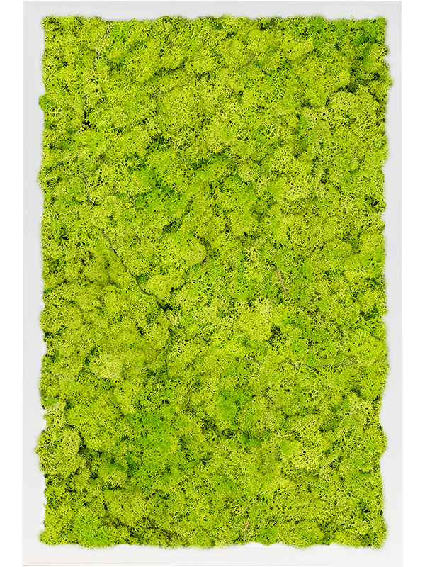 Картина из мха mdf ral 9010 satin gloss 100% reindeer moss (spring green) - фото 72327