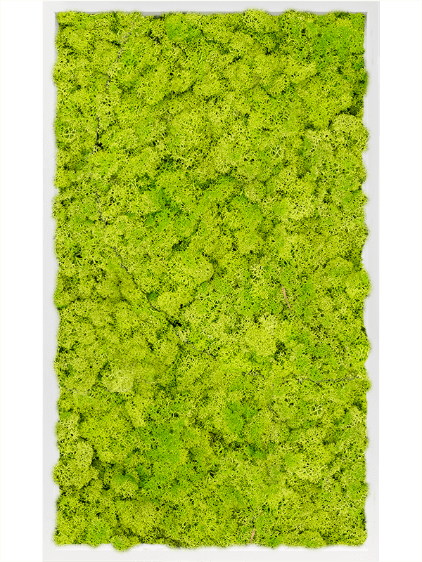 Картина из мха mdf ral 9010 satin gloss 100% reindeer moss (spring green) - фото 72328