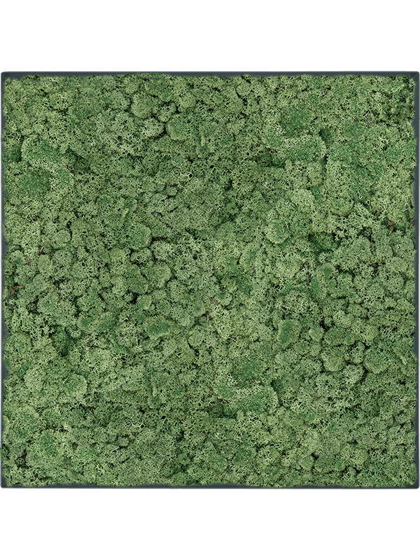 Картина из мха stiel l ral 7016 matt 100% reindeer moss (moss green), 19607 19607 - фото 72336