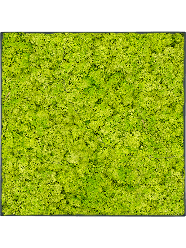 Картина из мха stiel l ral 7016 matt 100% reindeer moss (spring green), 19610 19610 - фото 72339