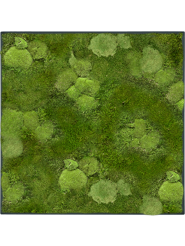 Картина из мха stiel l ral 7016 matt 30% ball- and 70% flat moss, 19616 19616 - фото 72344