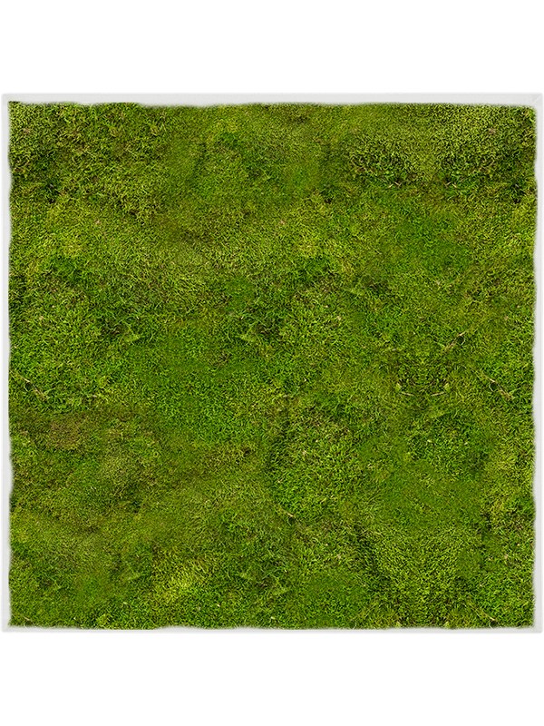 Картина из мха stiel l ral 9010 matt 100% flat moss - фото 72350