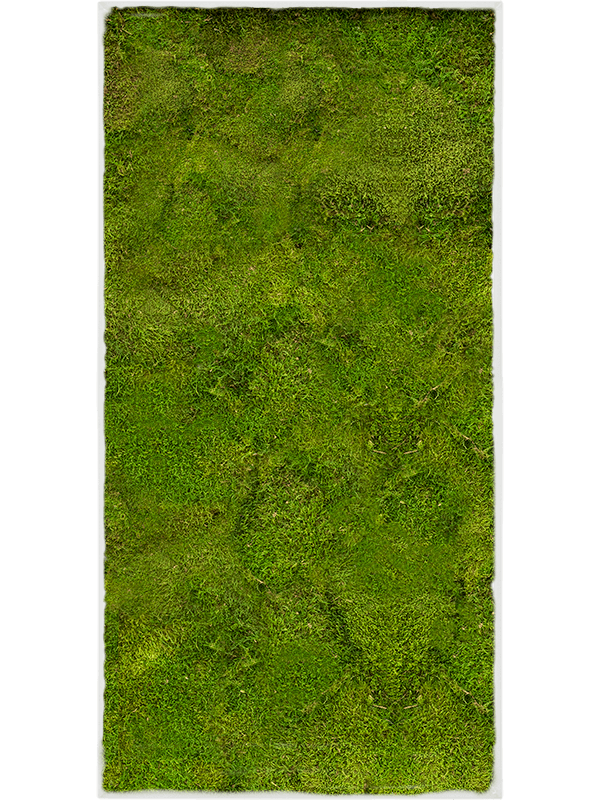 Картина из мха stiel l ral 9010 matt 100% flat moss - фото 72352