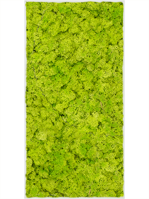 Картина из мха stiel l ral 9010 matt 100% reindeer moss (spring green) - фото 72357