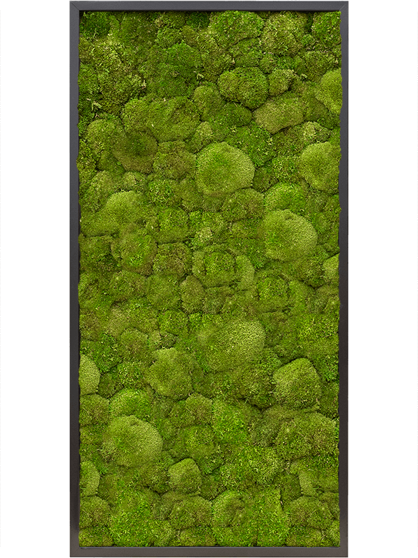 Картина из мха mdf ral 9005 satin gloss 100% ball moss 60/120/6 (искусственная) Nieuwkoop Europe - фото 72369