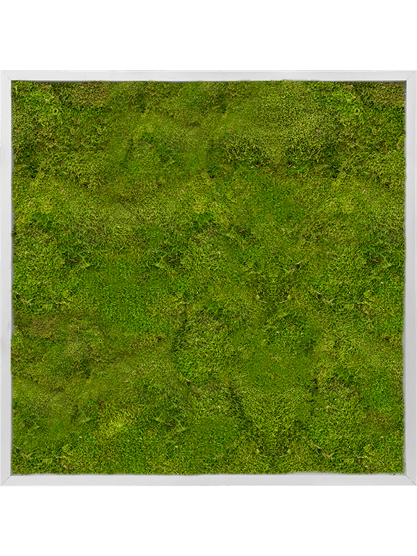 Картина из мха aluminum 100% flat moss (искусственная) Nieuwkoop Europe - фото 72387