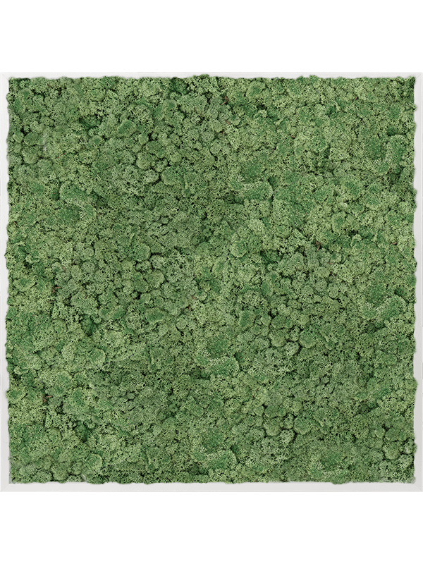 Картина из мха aluminum 100% reindeer moss green (искусственная) Nieuwkoop Europe - фото 72388