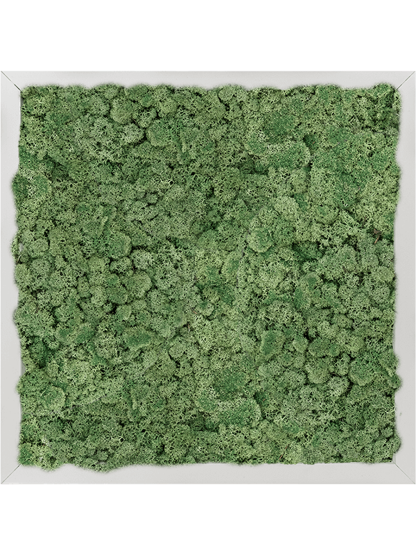 Картина из мха aluminum 100% reindeer moss green 40/40/6 (искусственная) Nieuwkoop Europe - фото 72392