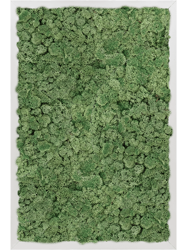 Картина из мха aluminum 100% reindeer moss green 40/60/6 (искусственная) Nieuwkoop Europe - фото 72394