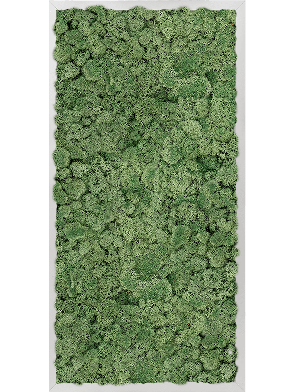 Картина из мха aluminum 100% reindeer moss green 40/80/6 (искусственная) Nieuwkoop Europe - фото 72395