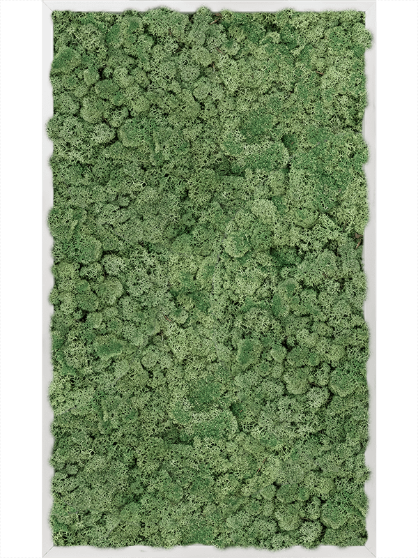 Картина из мха aluminum 100% reindeer moss green 60/100/6 (искусственная) Nieuwkoop Europe - фото 72396