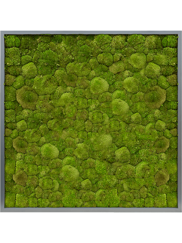 Картина из мха mdf ral 7016 satin gloss 100% ball moss (искусственная) Nieuwkoop Europe - фото 72397