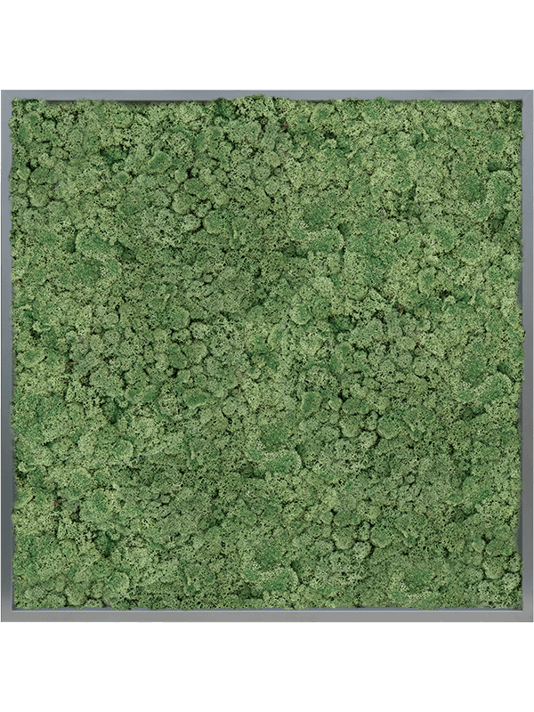 Картина из мха mdf ral 7016 satin gloss 100% reindeer moss green (искусственная) Nieuwkoop Europe - фото 72406