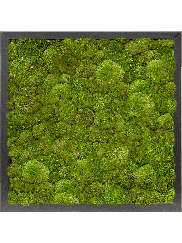 Картина из мха mdf ral 9005 satin gloss 100% ball moss 40/40/6 (искусственная) Nieuwkoop Europe - фото 72412