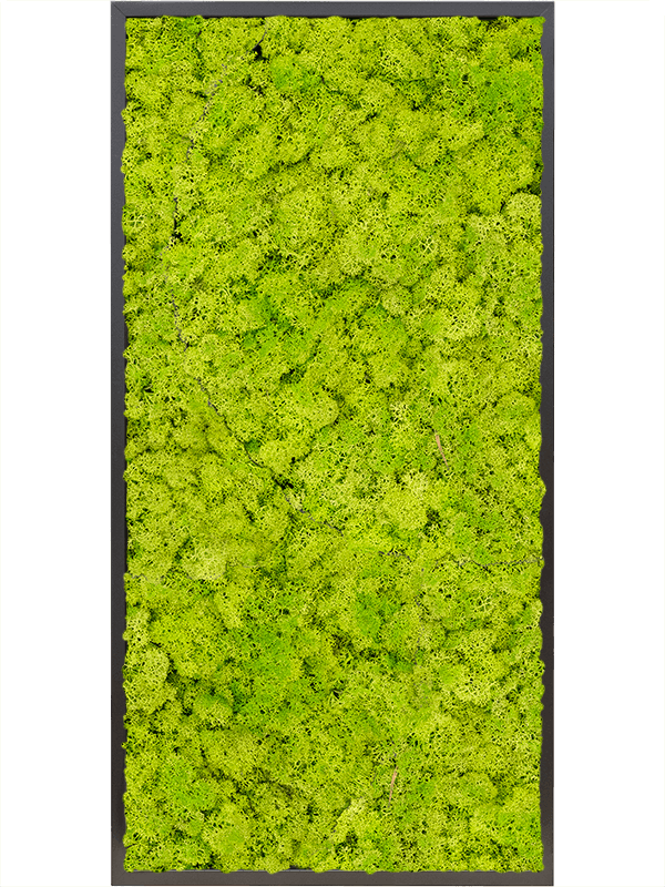Картина из мха mdf ral 9005 satin gloss 100% reindeer moss spring green (искусственная) Nieuwkoop Europe - фото 72419