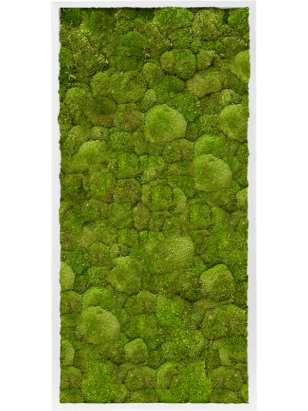 Картина из мха mdf ral 9010 satin gloss 100% ball moss (искусственная) Nieuwkoop Europe - фото 72431