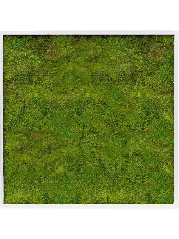 Картина из мха mdf ral 9010 satin gloss 100% flat moss (искусственная) Nieuwkoop Europe - фото 72433