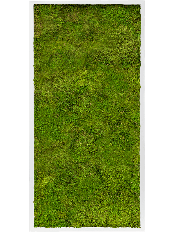 Картина из мха mdf ral 9010 satin gloss 100% flat moss (искусственная) Nieuwkoop Europe - фото 72436