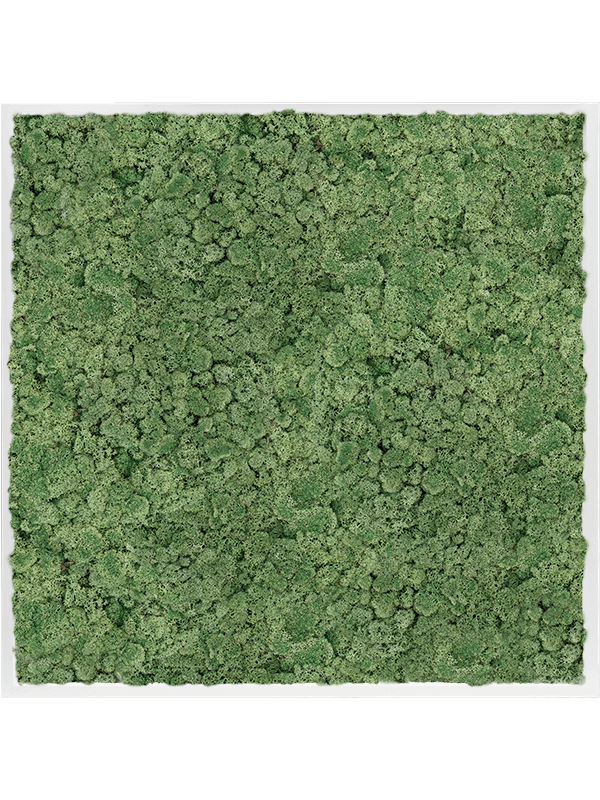 Картина из мха mdf ral 9010 satin gloss 100% reindeer moss green (искусственная) Nieuwkoop Europe - фото 72438