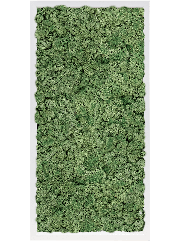 Картина из мха mdf ral 9010 satin gloss 100% reindeer moss green (искусственная) Nieuwkoop Europe - фото 72441