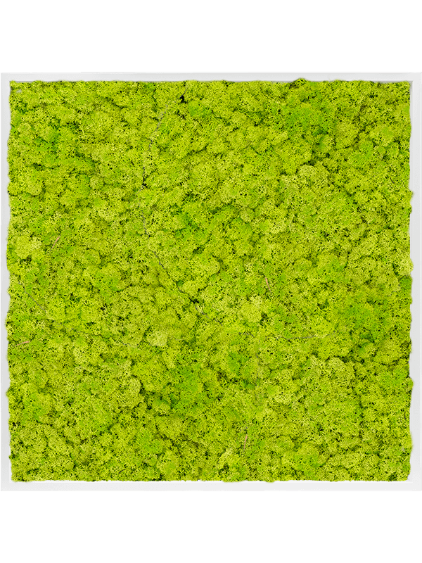Картина из мха mdf ral 9010 satin gloss 100% reindeer moss spring green (искусственная) Nieuwkoop Europe - фото 72442