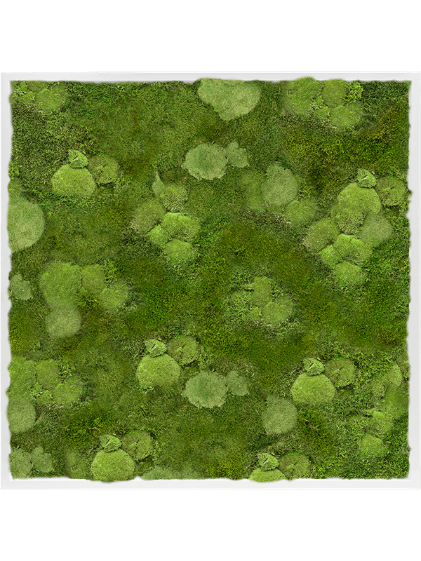 Картина из мха mdf ral 9010 satin gloss 30% ball- and 70% flat moss (искусственная) Nieuwkoop Europe - фото 72449