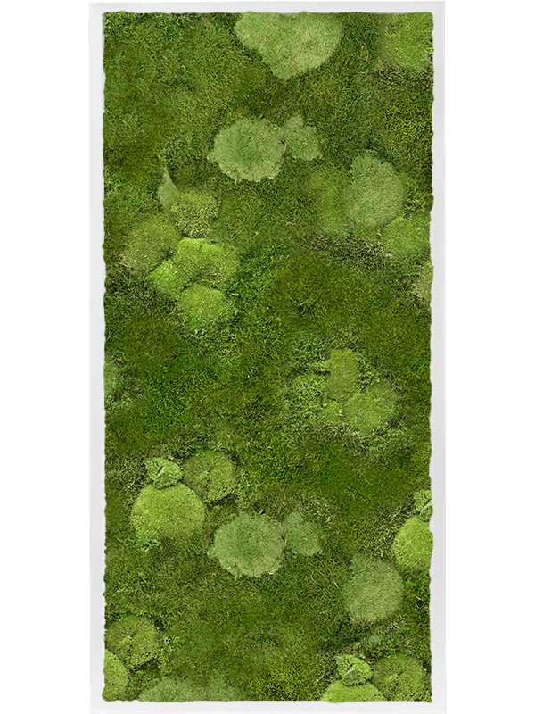 Картина из мха mdf ral 9010 satin gloss 30% ball- and 70% flat moss (искусственная) Nieuwkoop Europe - фото 72453