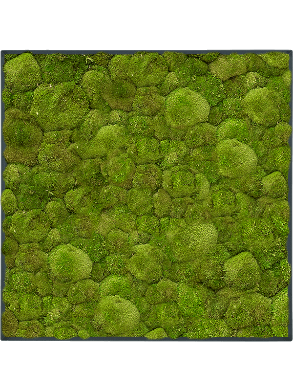 Картина из мха stiel l ral 7016 matt 100% ball moss (искусственная) Nieuwkoop Europe - фото 72456