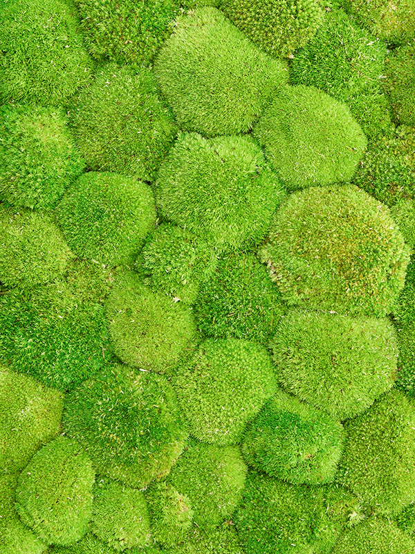 Стабилизированный мох Ball moss light green (bulk = примерно 0,7 m2) - фото 72566