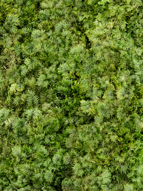 Стабилизированный мох Fernmoss forest green (4 windowкоробка = ca 1 m2) - фото 72569