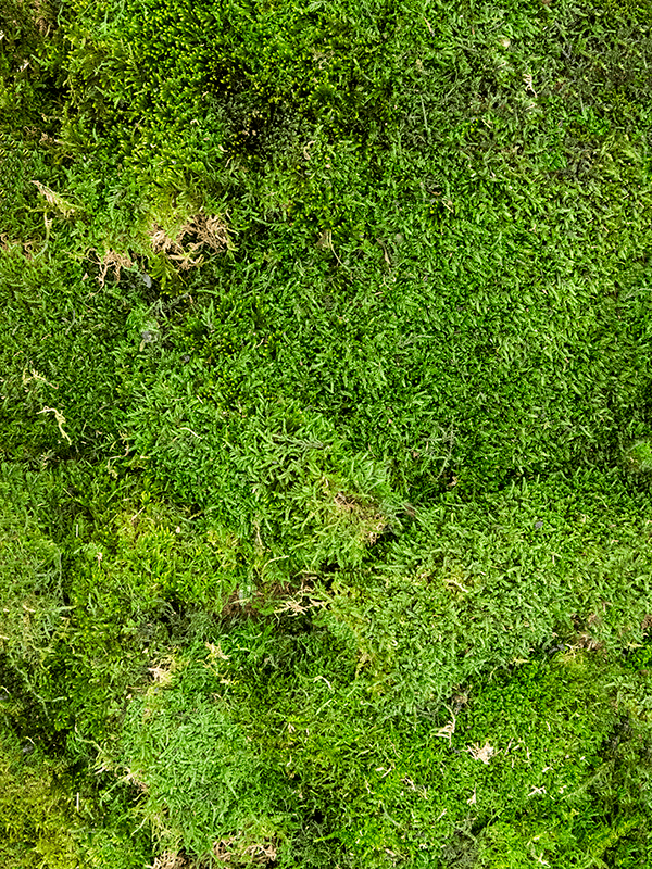 Стабилизированный мох Flat moss forest green (bulk = примерно 2.4 m2) - фото 72570