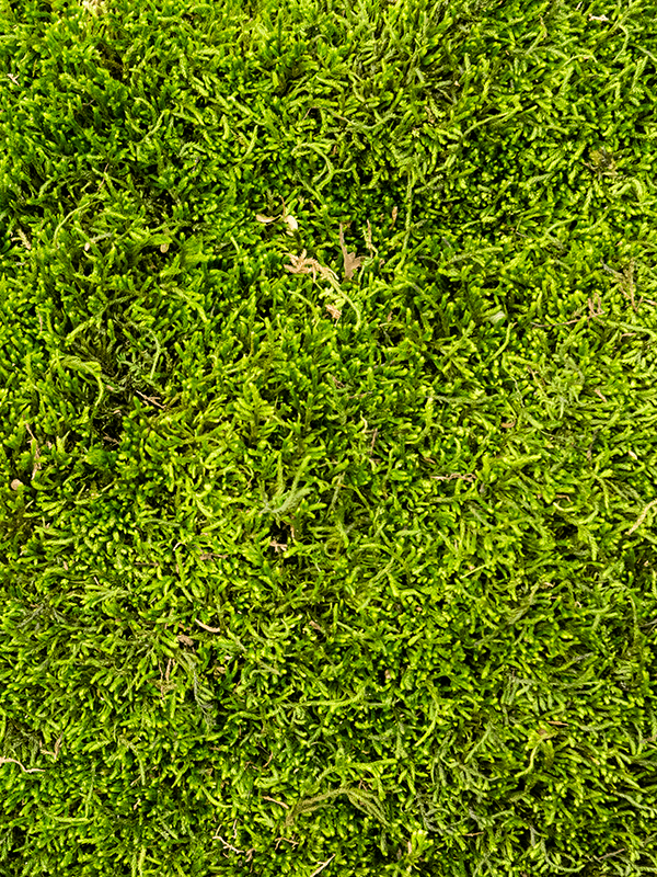 Стабилизированный мох Longmoss forest green (4 windowкоробка = ca 1.32 m2) - фото 72572