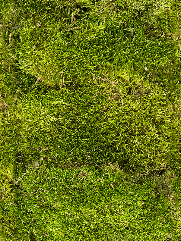 Стабилизированный мох Longmoss forest green (bulk = примерно 1.25 m2) - фото 72573