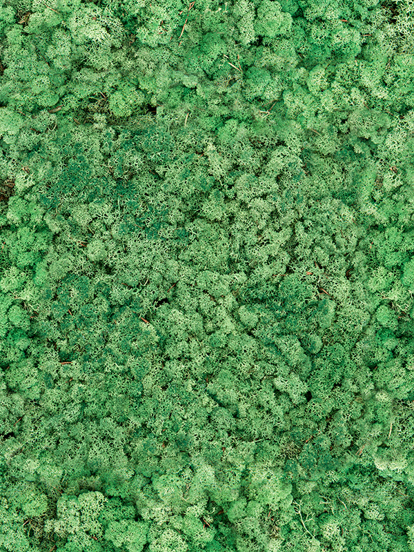 Стабилизированный мох Reindeer moss grass green (bulk примерно 0,45 m2) - фото 72574