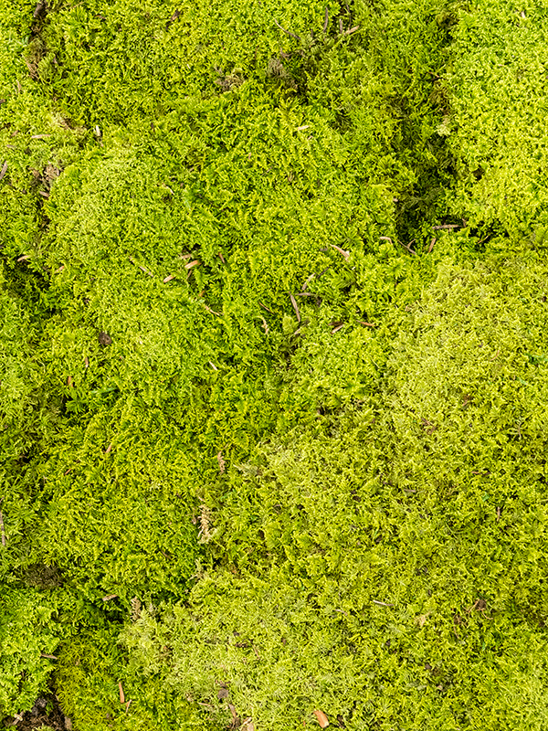 Стабилизированный мох Rockmoss light green (4 windowкоробка = ca 1.6 m2) - фото 72575