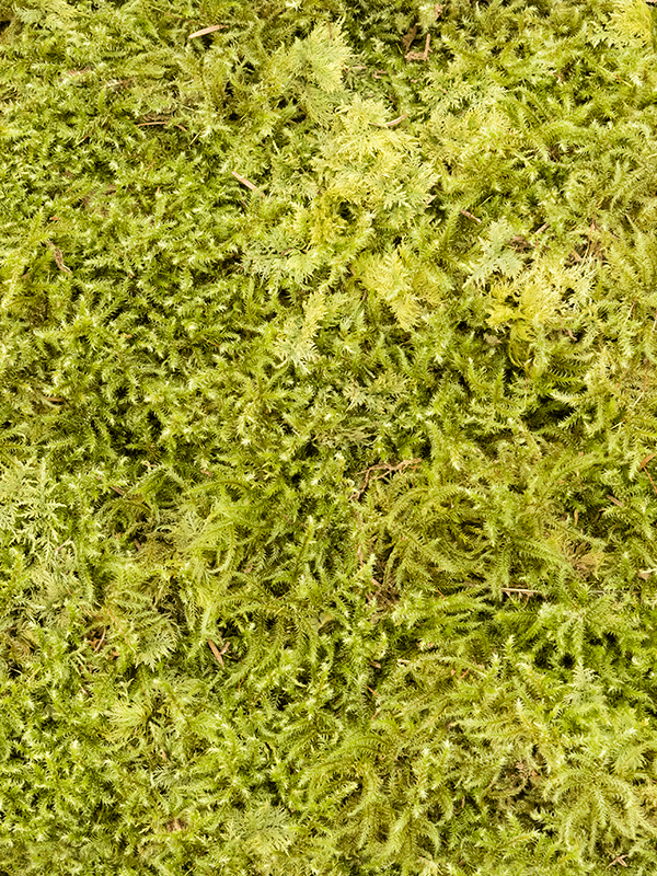 Стабилизированный мох Starmoss light green (4 windowкоробка = ca 1 m2) - фото 72576