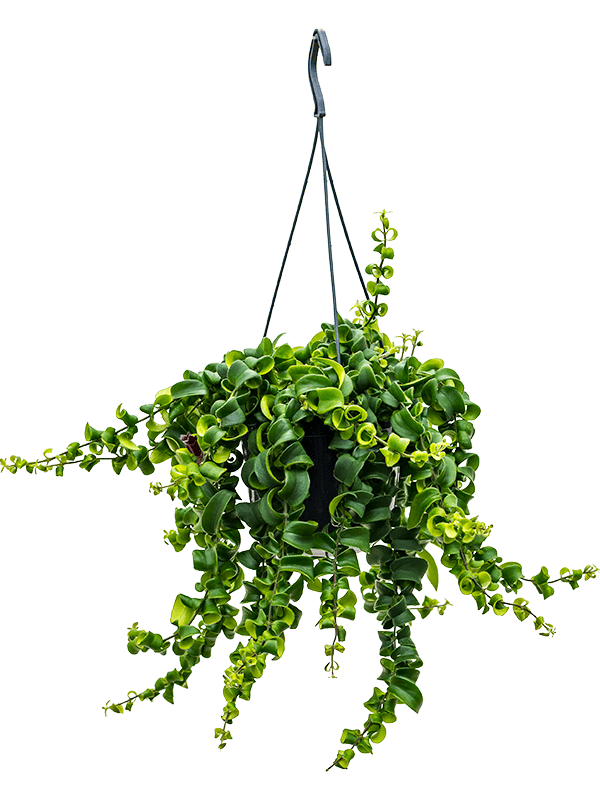 Эсхинантус раста подвесной (Nieuwkoop Europe) - фото 73347