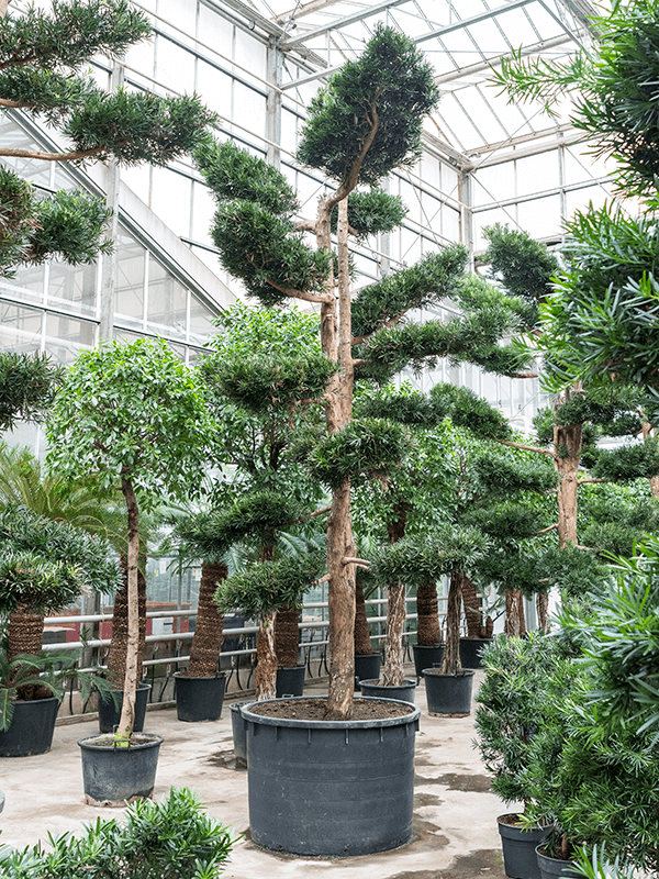 Подокарпус 575/120 (ногоплодник) крупнолистный разветвленный (Nieuwkoop Europe) 8920 - фото 73547