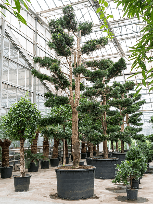 Подокарпус 625/120 (ногоплодник) крупнолистный разветвленный (Nieuwkoop Europe) 8921 - фото 73548