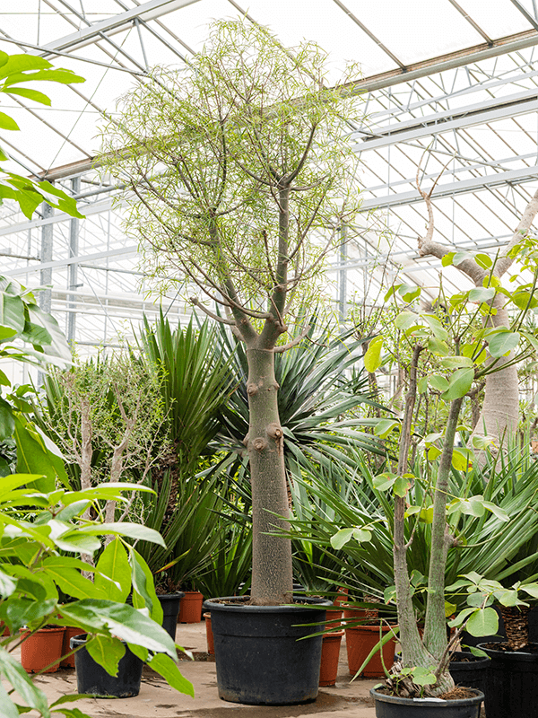 Брахихитон наскальный (Бутылочное дерево) 325/65 см (Nieuwkoop Europe) - фото 74026