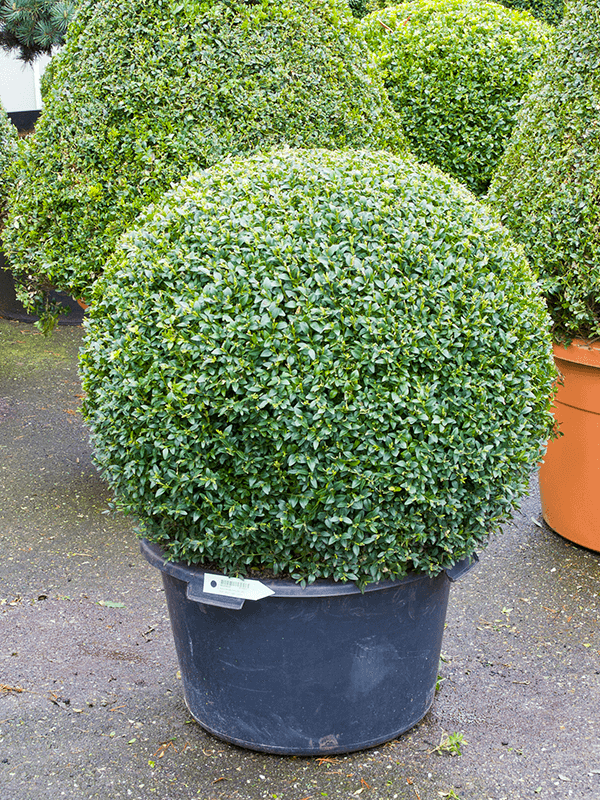 Самшит вечнозелёный шар 110/54 см (Nieuwkoop Europe) - фото 74027